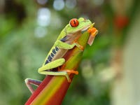 Costa Rica - Red Eyed Tree Frog