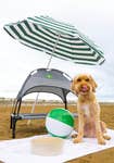 EDITORIAL USE ONLY Barney, a cocker-poo takes cover under one of MORE THAN’s ‘pup-asols’, dog-friendly parasols being given away on Brean Beach in Somerset ahead of the bank holiday weekend as the pet insurer reports a rise in pet heatstroke incidents since June. Picture date: Thursday August 25, 2022. PA Photo. Recent heatwaves across the UK have led to the highest the number of pet insurance claims for heatstroke since 2019, according to MORE THAN. The insurance company have also found that almost two thirds of dog-owners have found it difficult to protect their dogs from the sun on a beach. Photo credit should read: Anthony Upton/PA Wire.