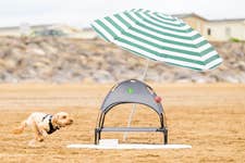 EDITORIAL USE ONLY Barney, a cocker-poo takes cover under one of MORE THAN’s ‘pup-asols’, dog-friendly parasols being given away on Brean Beach in Somerset ahead of the bank holiday weekend as the pet insurer reports a rise in pet heatstroke incidents since June. Picture date: Thursday August 25, 2022. PA Photo. Recent heatwaves across the UK have led to the highest the number of pet insurance claims for heatstroke since 2019, according to MORE THAN. The insurance company have also found that almost two thirds of dog-owners have found it difficult to protect their dogs from the sun on a beach. Photo credit should read: Anthony Upton/PA Wire.