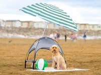 EDITORIAL USE ONLY Barney, a cocker-poo takes cover under one of MORE THAN’s ‘pup-asols’, dog-friendly parasols being given away on Brean Beach in Somerset ahead of the bank holiday weekend as the pet insurer reports a rise in pet heatstroke incidents since June. Picture date: Thursday August 25, 2022. PA Photo. Recent heatwaves across the UK have led to the highest the number of pet insurance claims for heatstroke since 2019, according to MORE THAN. The insurance company have also found that almost two thirds of dog-owners have found it difficult to protect their dogs from the sun on a beach. Photo credit should read: Anthony Upton/PA Wire.