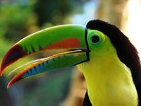 Keel-billed Toucan, Costa Rica